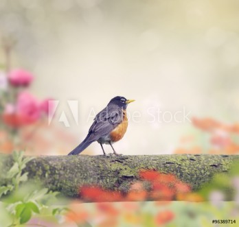 Picture of Robin Bird  on a Branch